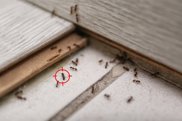 Best Bed Bug Extermination  in Lake Kerr, FL